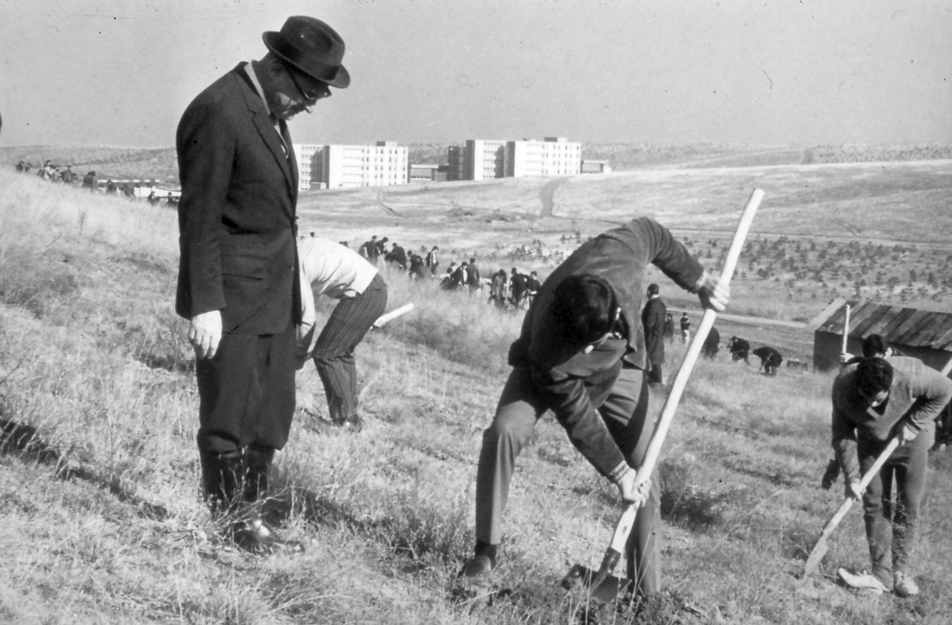Annual tree planting activity (1960s)