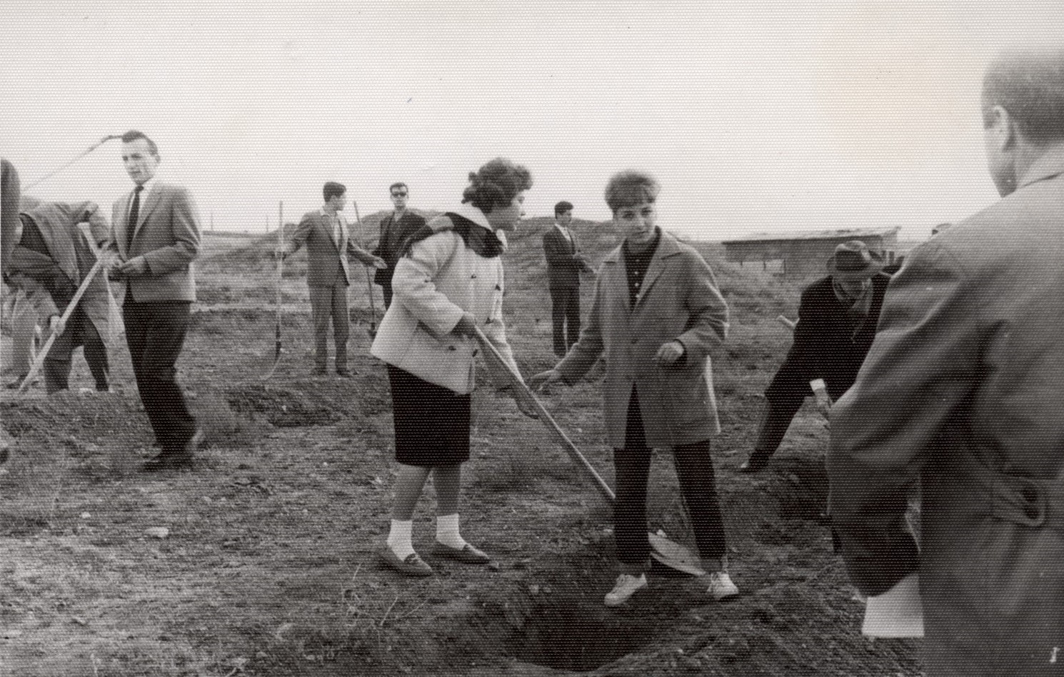 Annual tree planting activity (1960s)