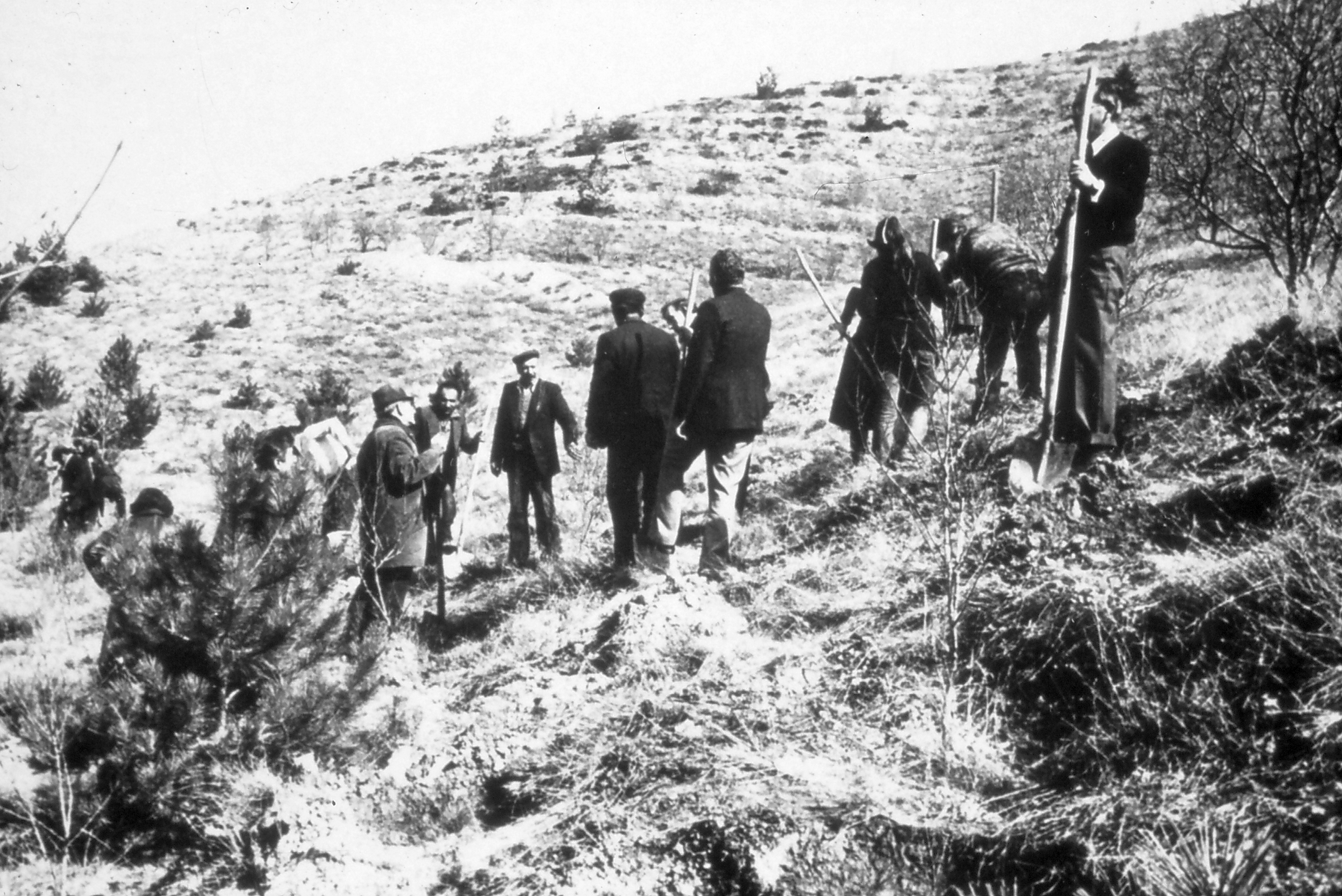 METU Annual tree planting activity (1960s)