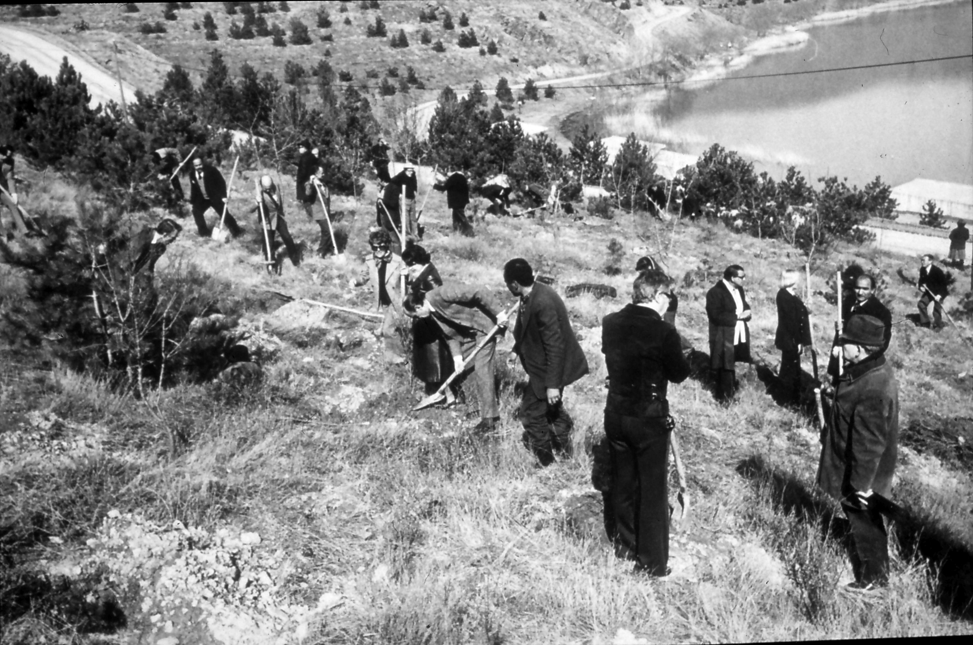 Annual tree planting activity (1960s)